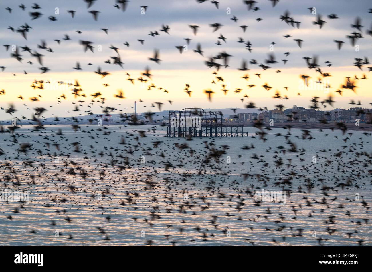 The remains of the West Pier as seen through the starling murmuration at sunset, City of Brighton and Hove, East Sussex, England, United Kingdom Stock Photo