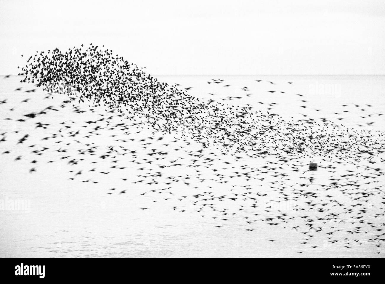 Starling murmuration at sunset, as seen from the Brighton Beach, City of Brighton and Hove, East Sussex, England, United Kingdom Stock Photo
