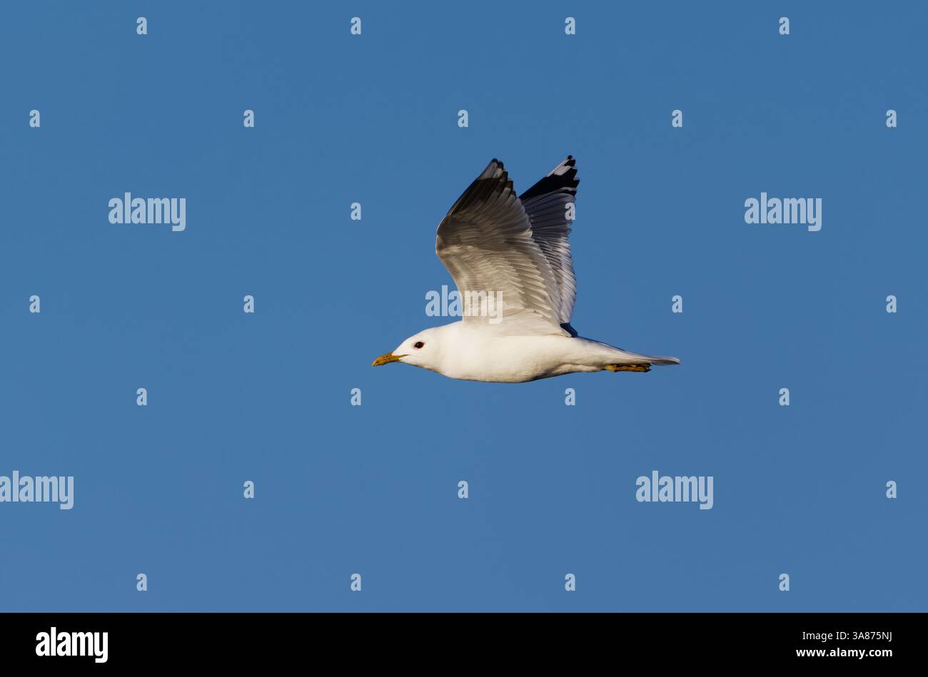 Common Gull (Larus canus) flying in the sky in spring. Stock Photo