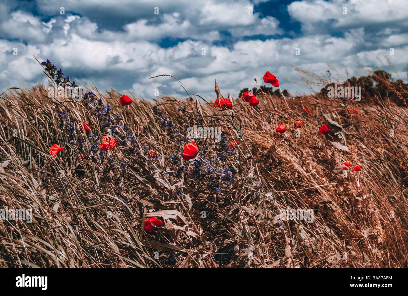 Poppies flowers blue sky clouds hi-res stock photography and images - Alamy
