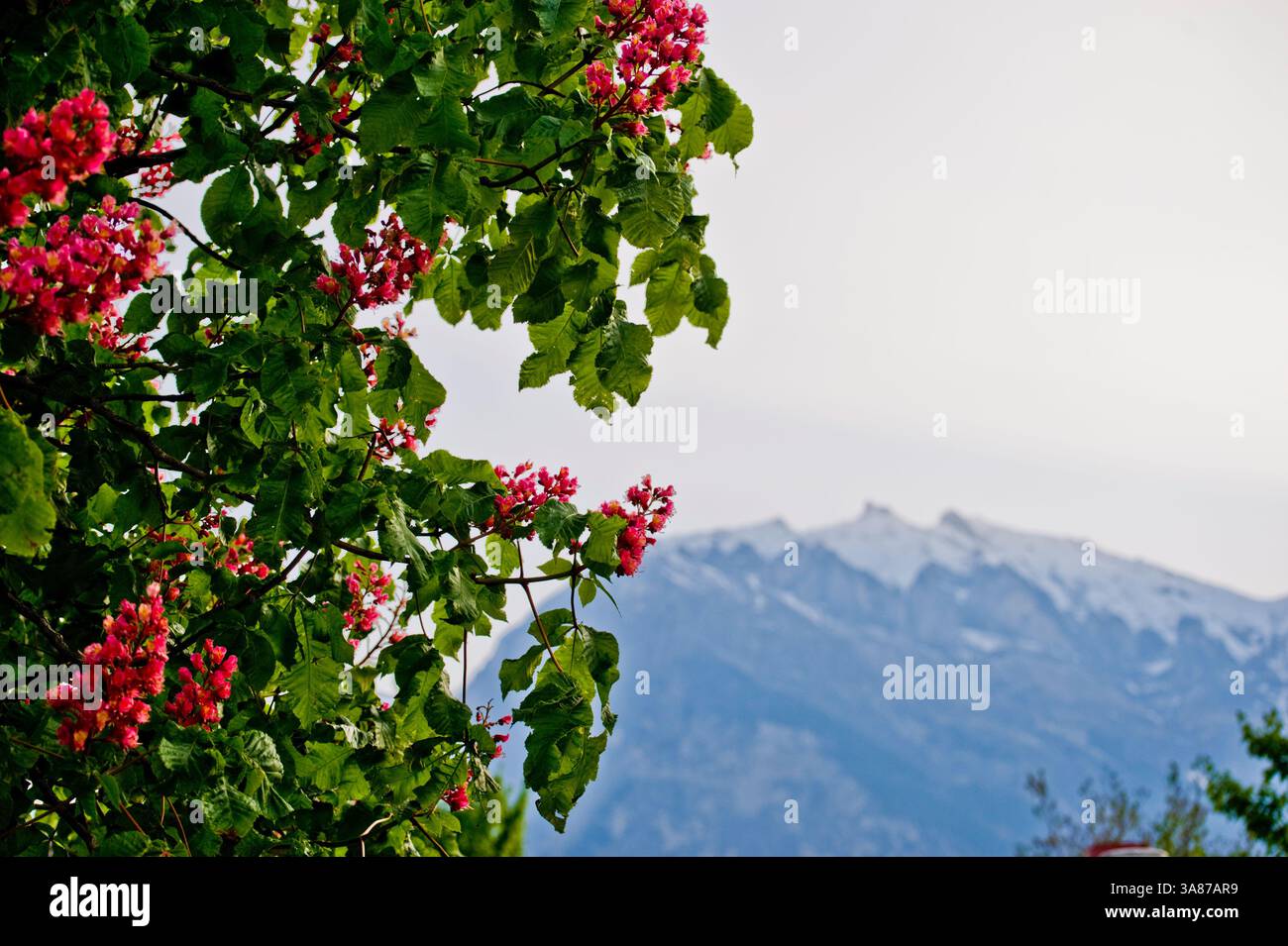 Red horse chestnut, or Aesculus carnea is a colourful tree in bloom in ...