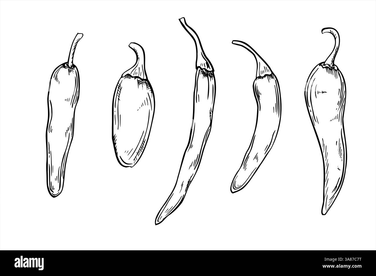 Vector peppers set line art illustration painted by black inks. Jalapeno, cayenne, chili set realistic graphic sketch. Vegetables for Mexican Stock Vector