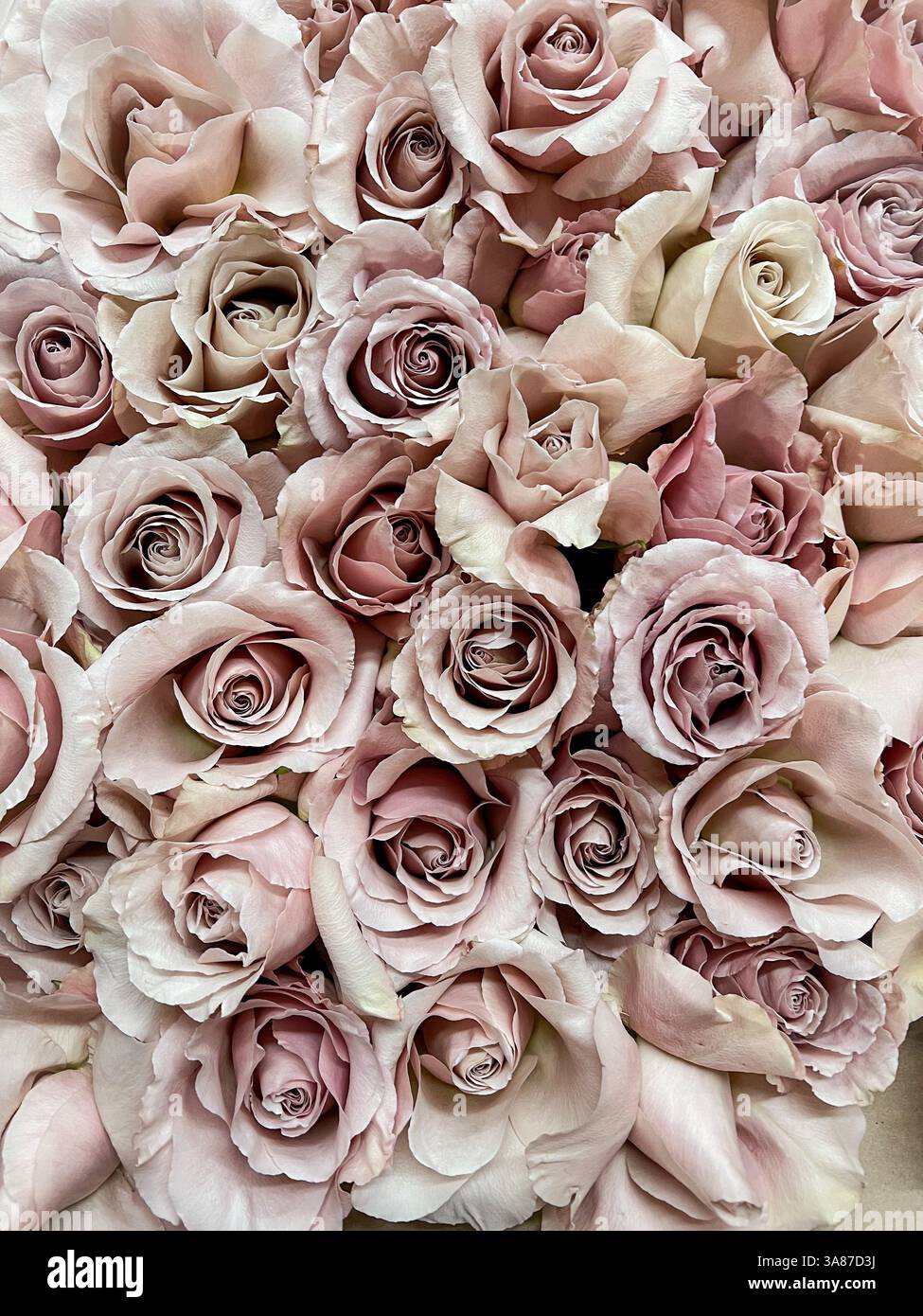 Flower garden in bloom - Smartphone Captured Stock Image