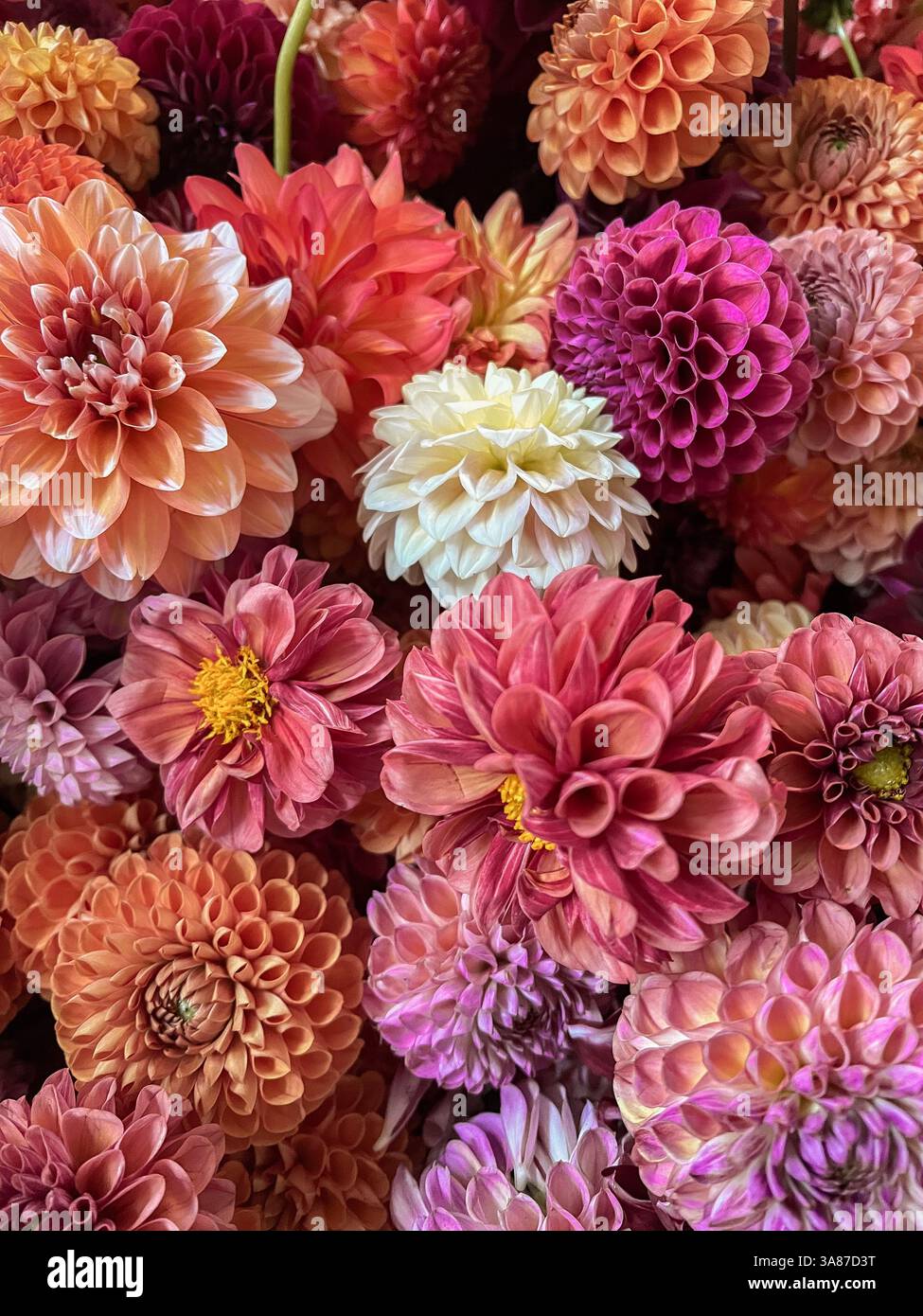 Flower garden in bloom - Smartphone Captured Stock Image