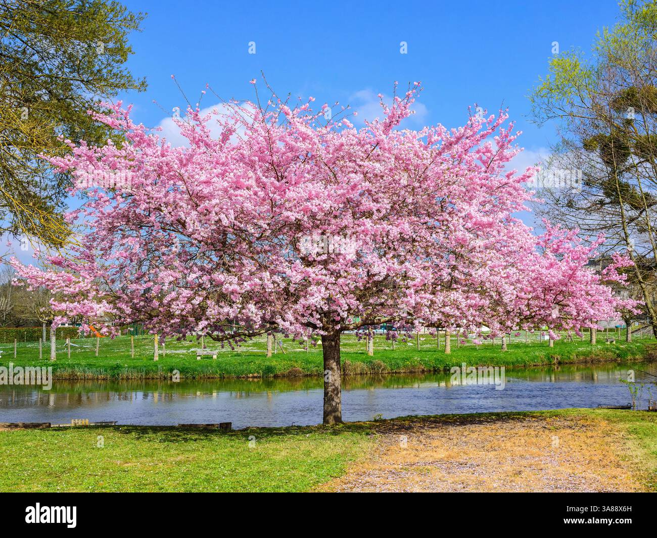 Flowering Cherry tree (Prunus) at edge of river - Preuilly-sur-Claise, Indre-et-Loire (37), France. Stock Photo