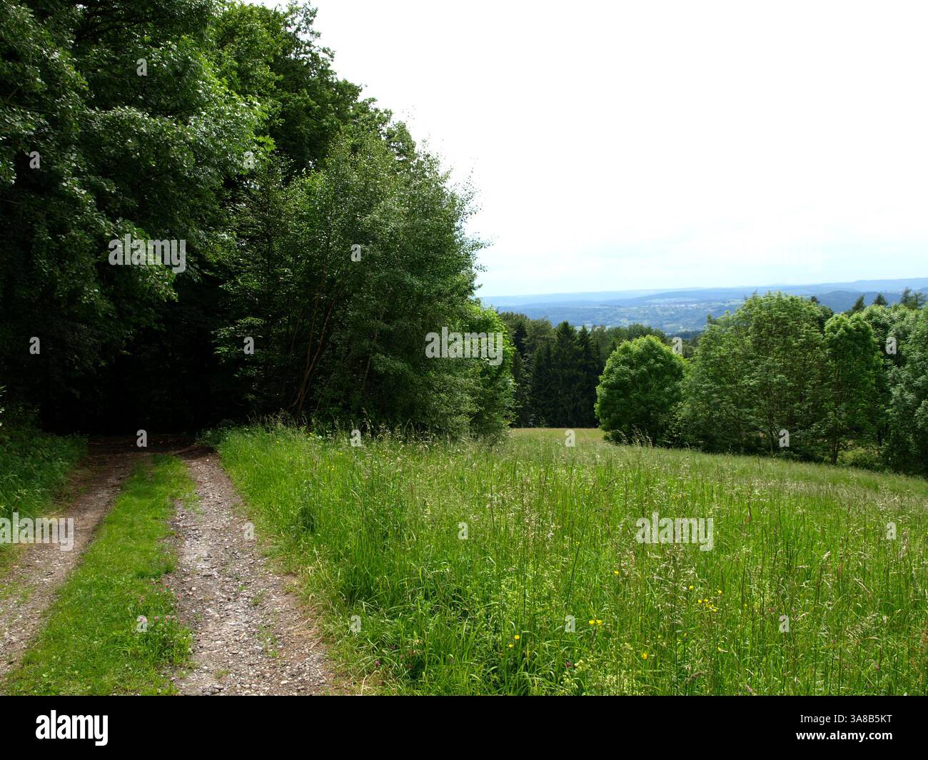 The forest is a place where you can hear better the different sounds of ...