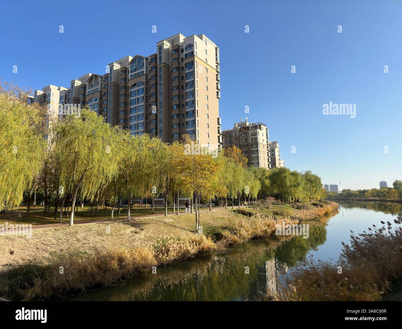Tall residential building framed by weeping willow trees on a sunny day. - Smartphone Captured Stock Image
