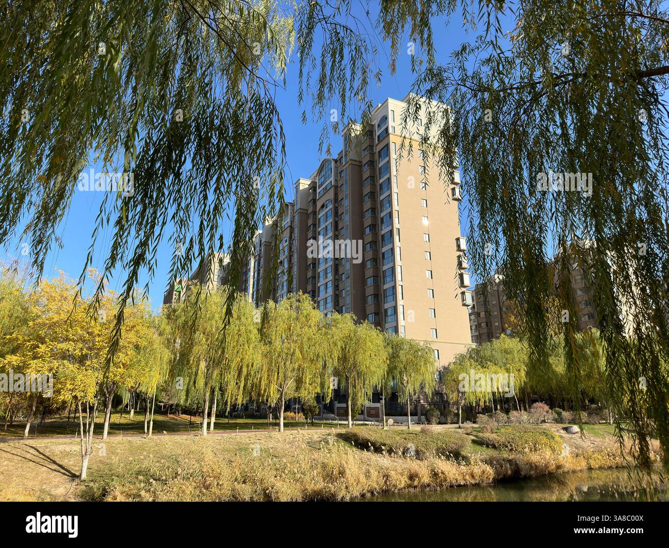 Tall residential building framed by weeping willow trees on a sunny day. - Smartphone Captured Stock Image