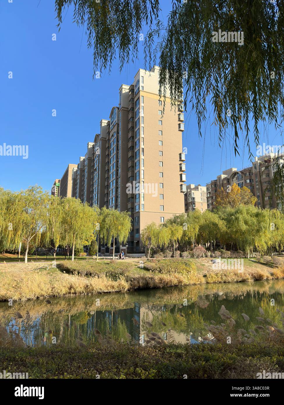 Tall residential building framed by weeping willow trees on a sunny day. - Smartphone Captured Stock Image