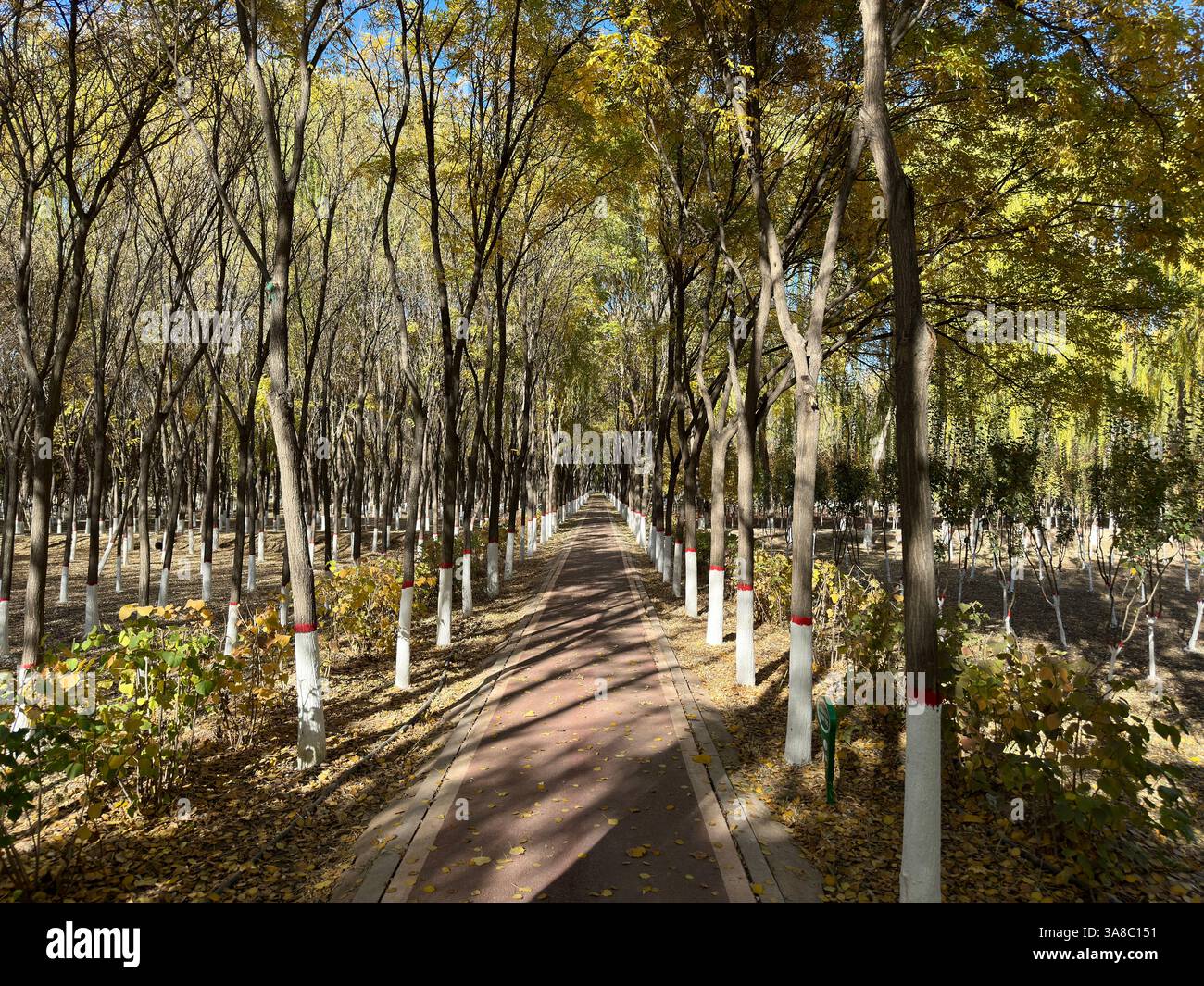 An autumn scene captures a peaceful pathway lined by trees in a park setting. - Smartphone Captured Stock Image
