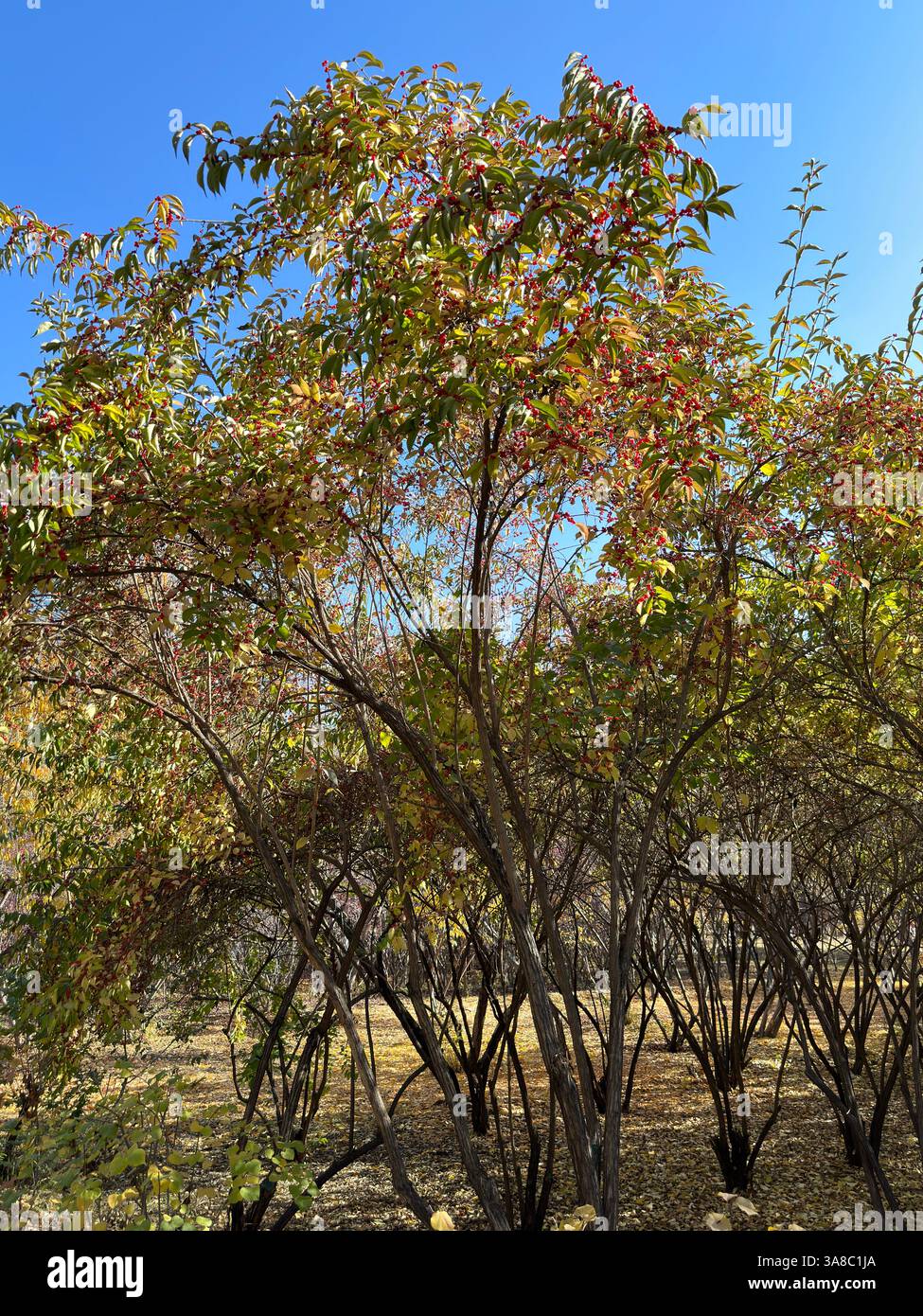The majestic weeping willow, bathed in sunlight, displays its golden foliage - Smartphone Captured Stock Image