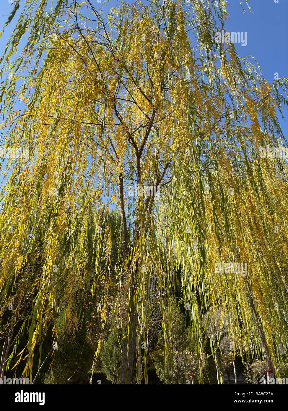 The majestic weeping willow, bathed in sunlight, displays its golden foliage - Smartphone Captured Stock Image