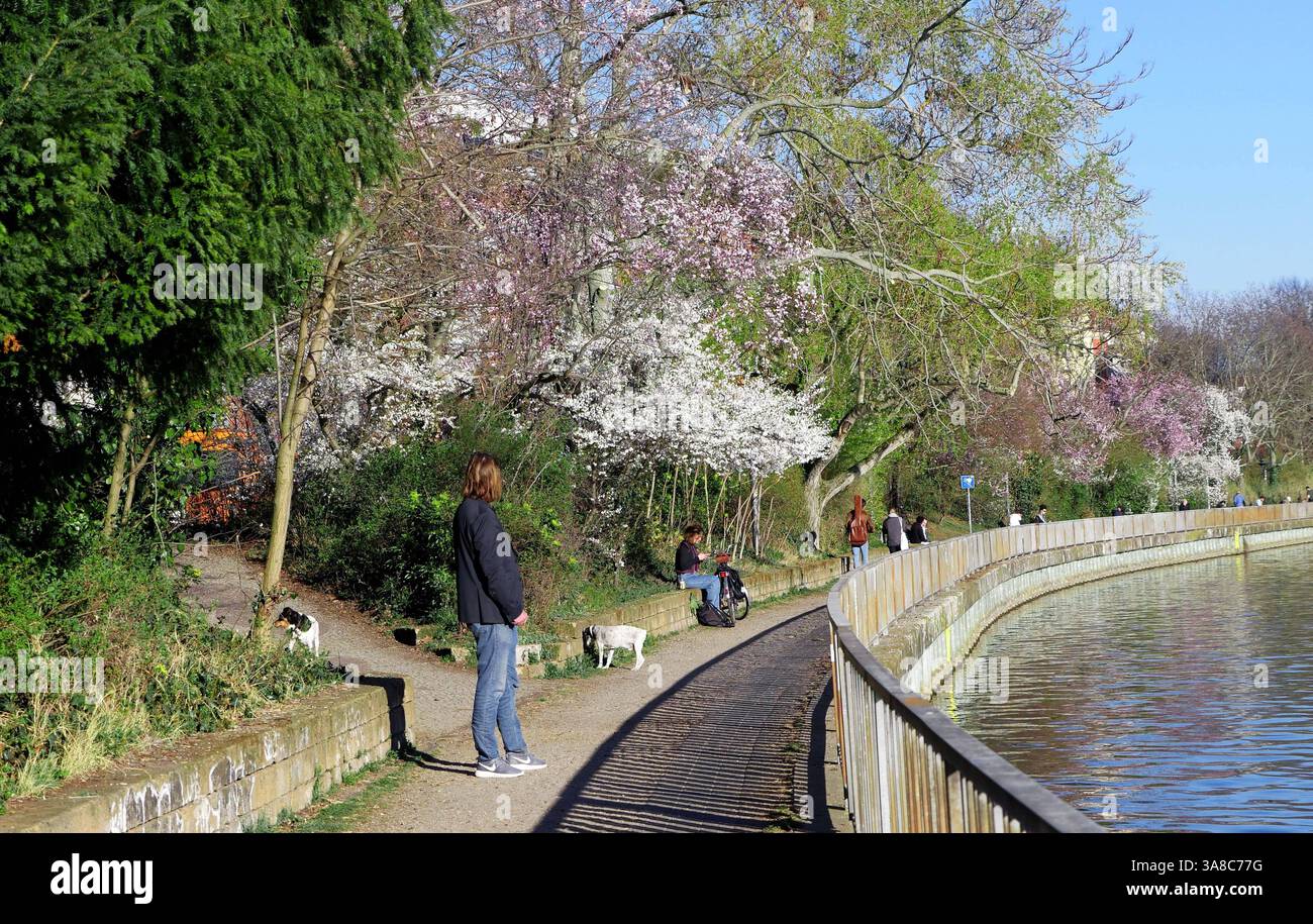28.03.2025, Berlin - Deutschland. Frühling an der Spree, Bäume sind in ...