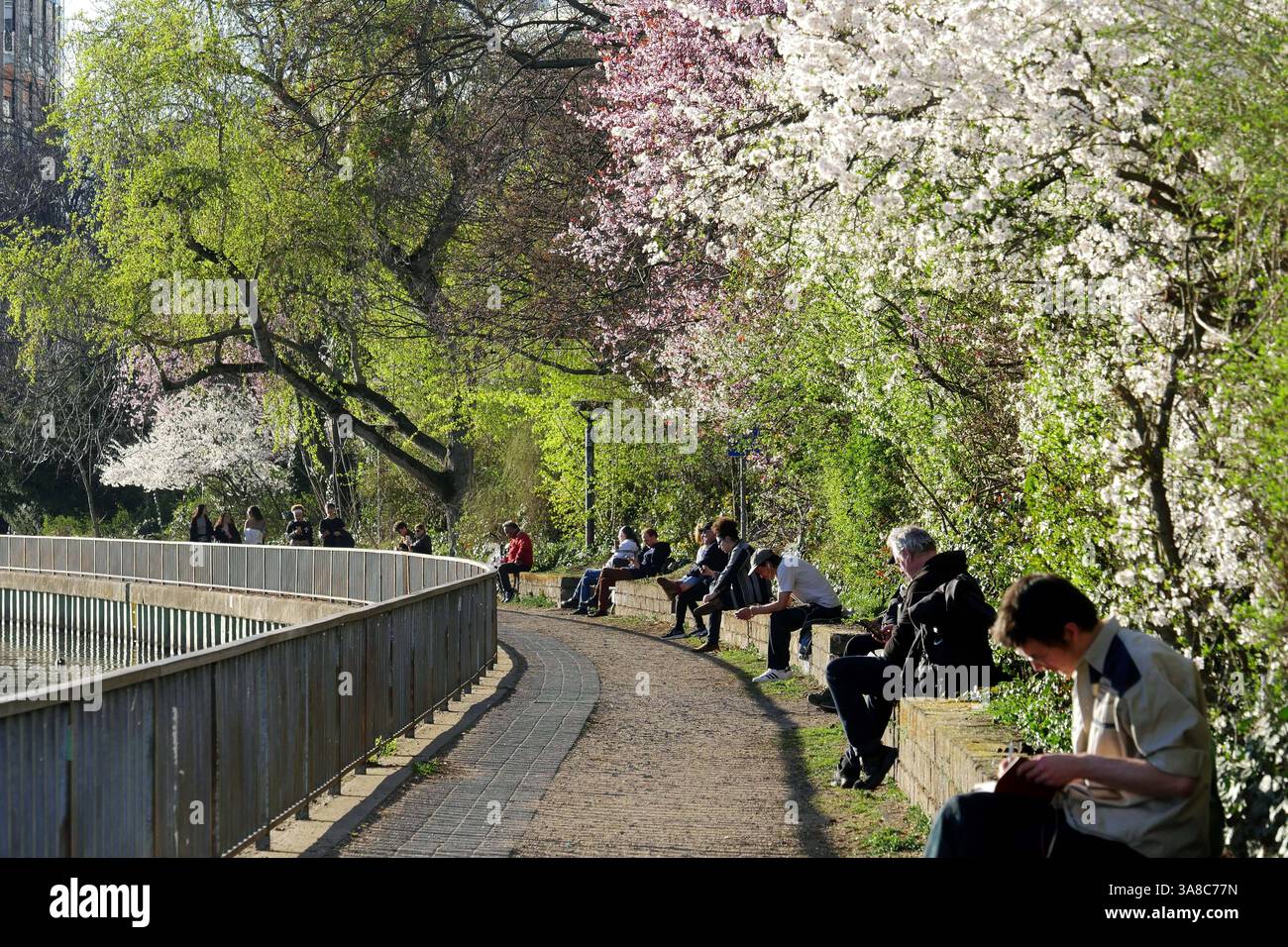 28.03.2025, Berlin - Deutschland. Frühling an der Spree, Bäume sind in ...