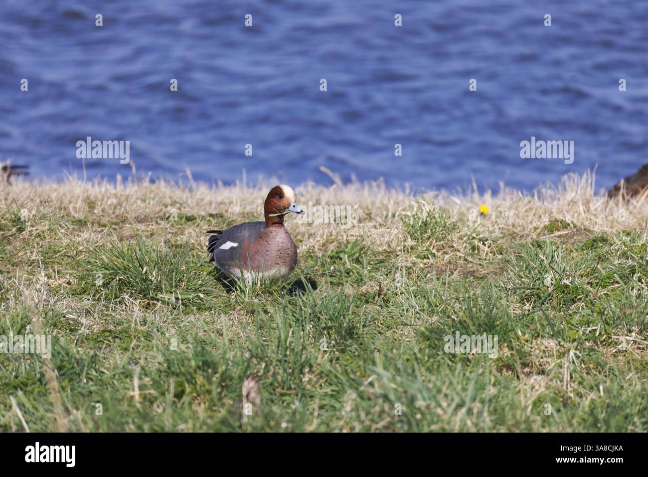 Wigeon drake grazing by the side of the lake Stock Photo