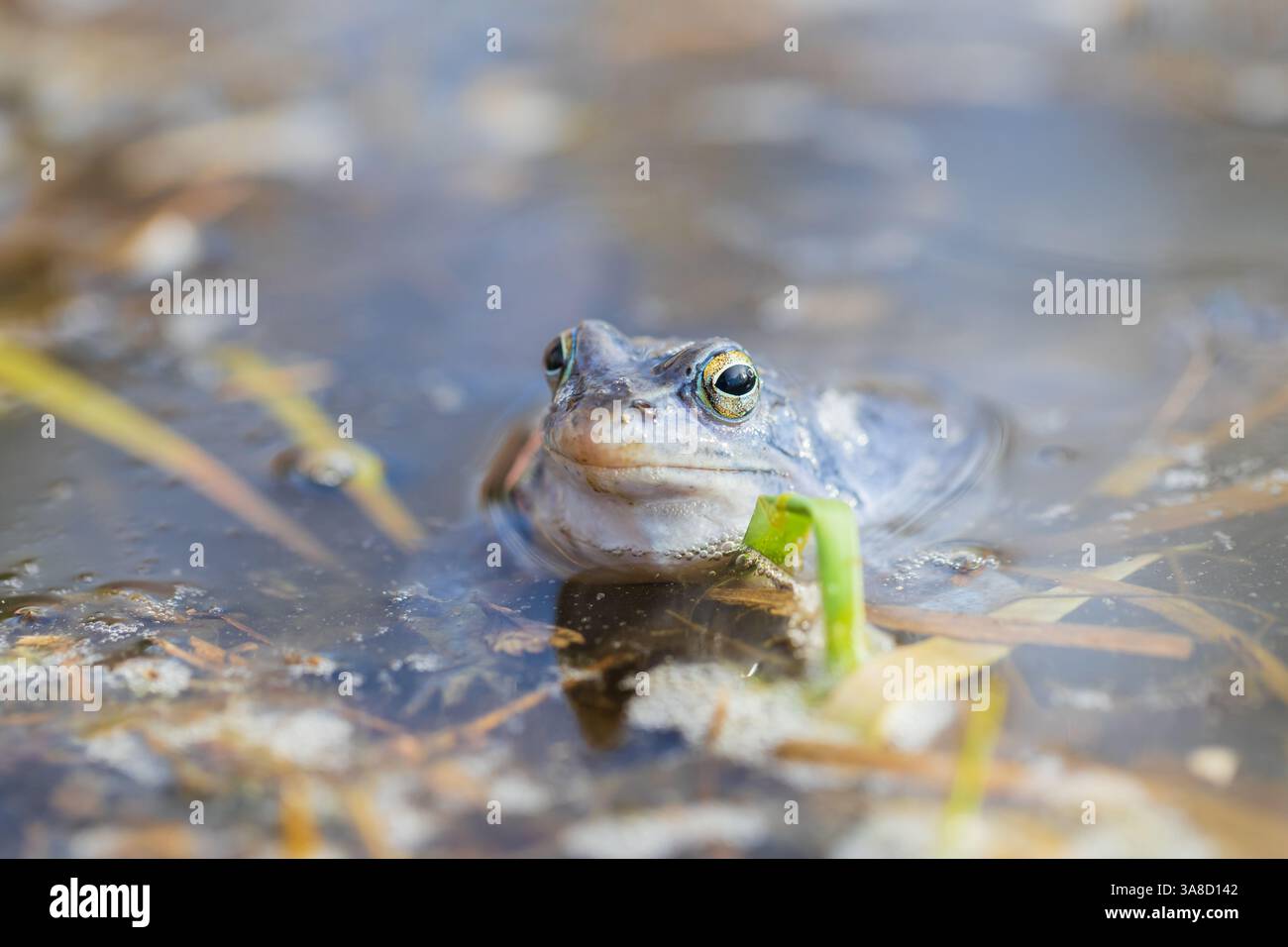 Blue frog on the surface of a swamp. The blue-tailed frog- rana arvalis ...