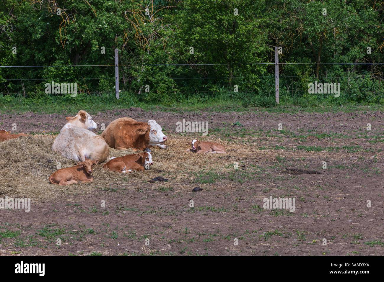 A farm where cows and a bull with a calf are free Stock Photo - Alamy