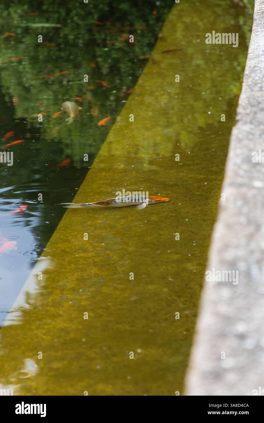 Beautiful colorful fish in an artificial pond - Carp koi in Latin ...