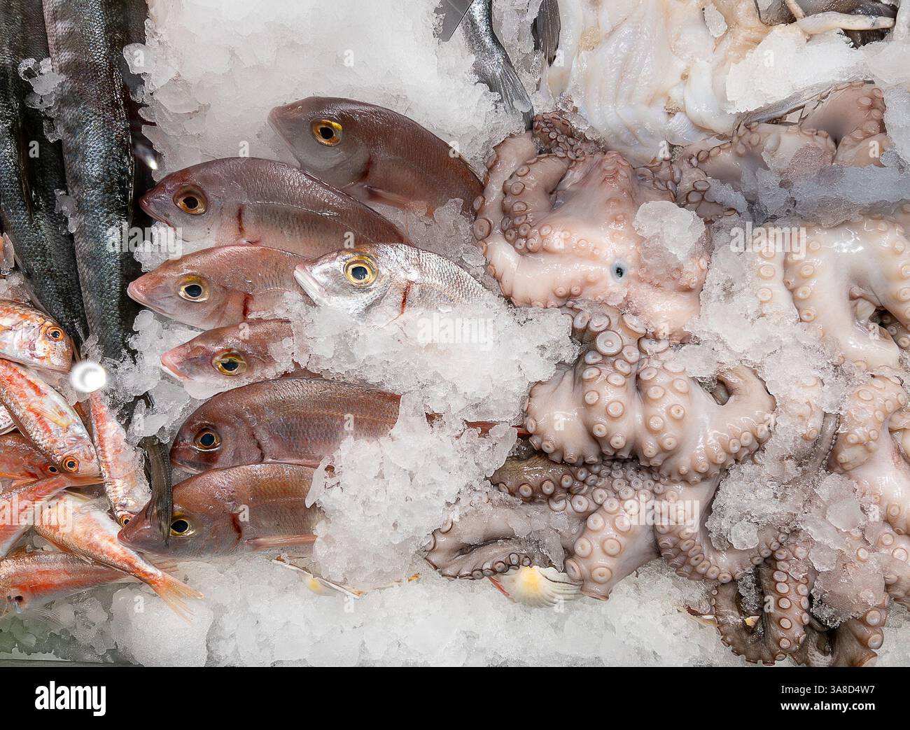 Pandora fish pagellus erythrinus and octopus exposed in ice on fishmonger's counter Stock Photo