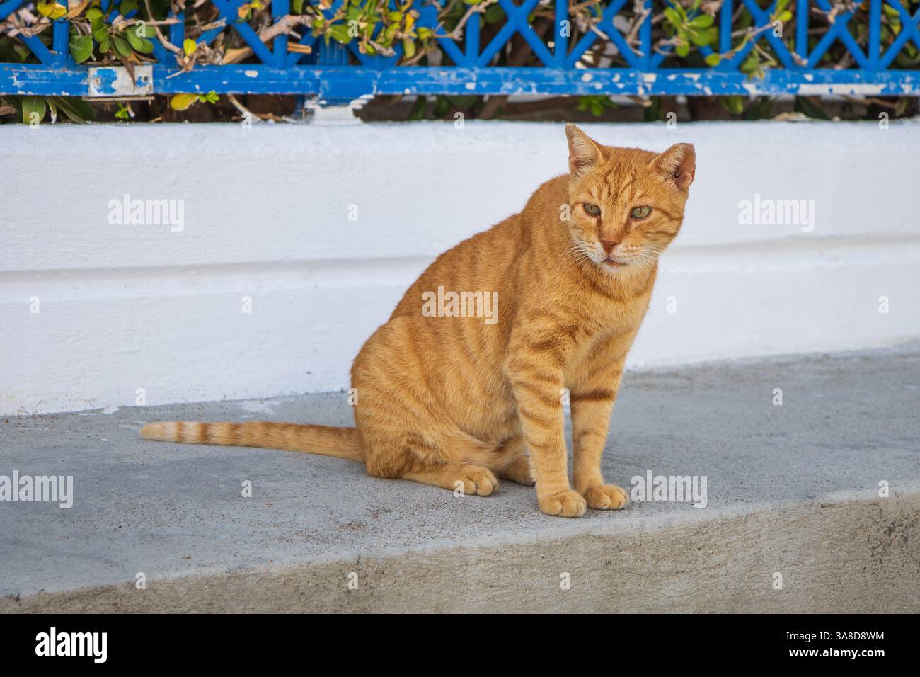 Wild street tabby cat. Cat in the streets Stock Photo - Alamy