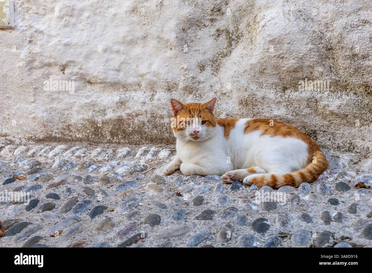 Wild street tabby cat. Cat in the streets Stock Photo - Alamy