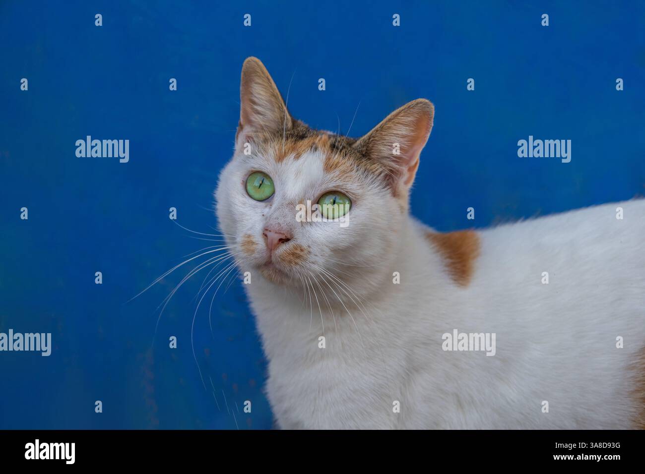 Wild street tabby cat. Cat in the streets Stock Photo - Alamy