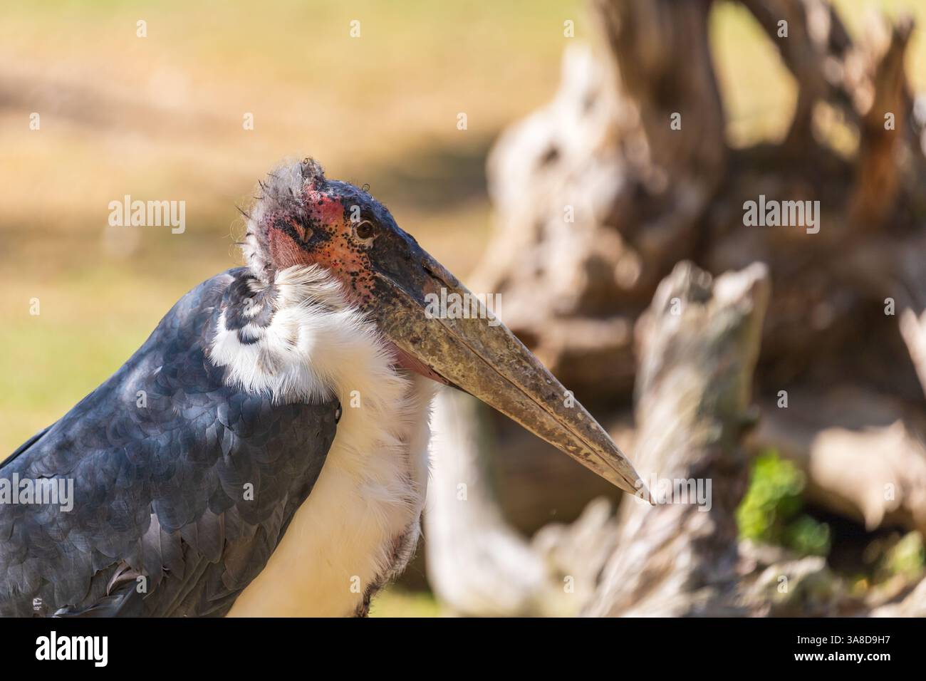 African marabou - African woodpecker - a large gray-white bird hunting ...