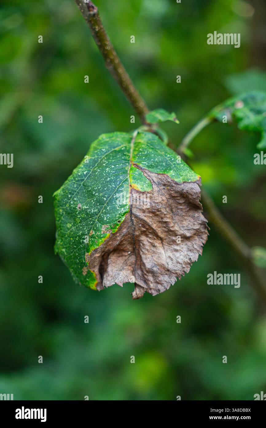 Withered leaf hi-res stock photography and images - Alamy
