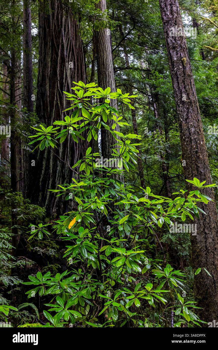 Pacific Rhododendron, Rhododendron macrophyllum, in the Redwood forest ...