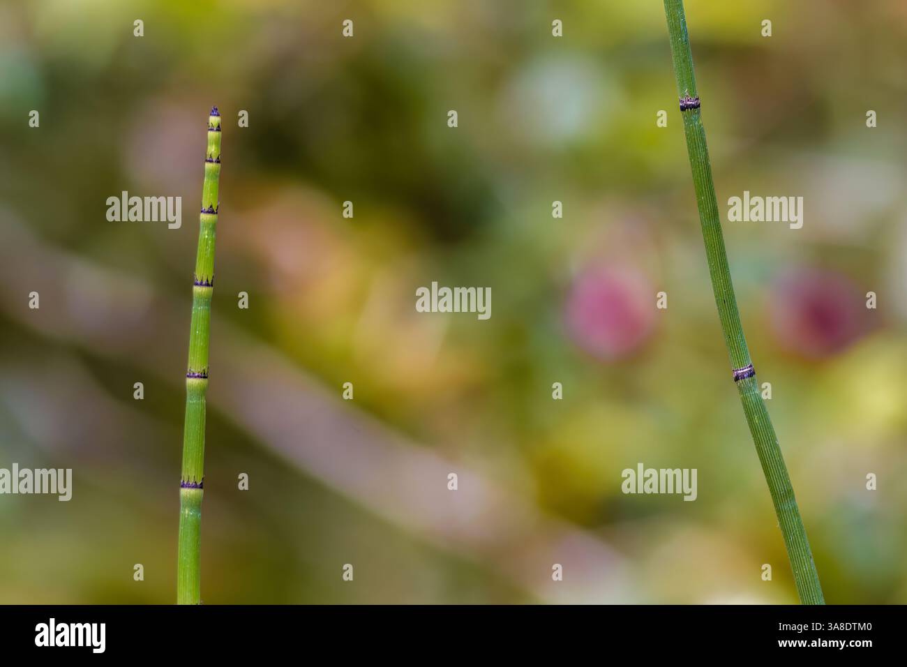 Some exotic horsetail stems growing in the garden of a farm house, near the colonial town of Villa de Leyva in central Colombia. Stock Photo