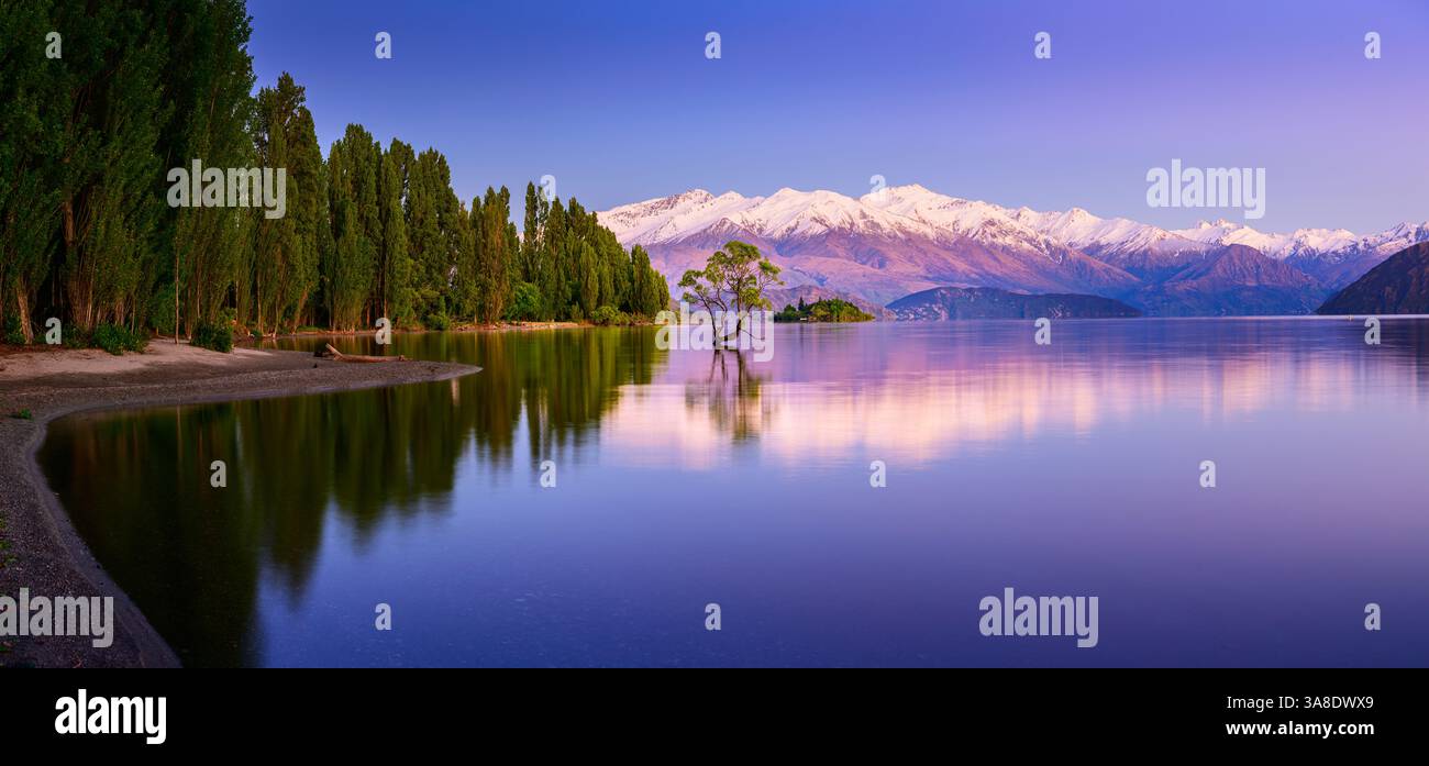 The World famous lone Wanaka Willow in the middle of the lake. Stock Photo