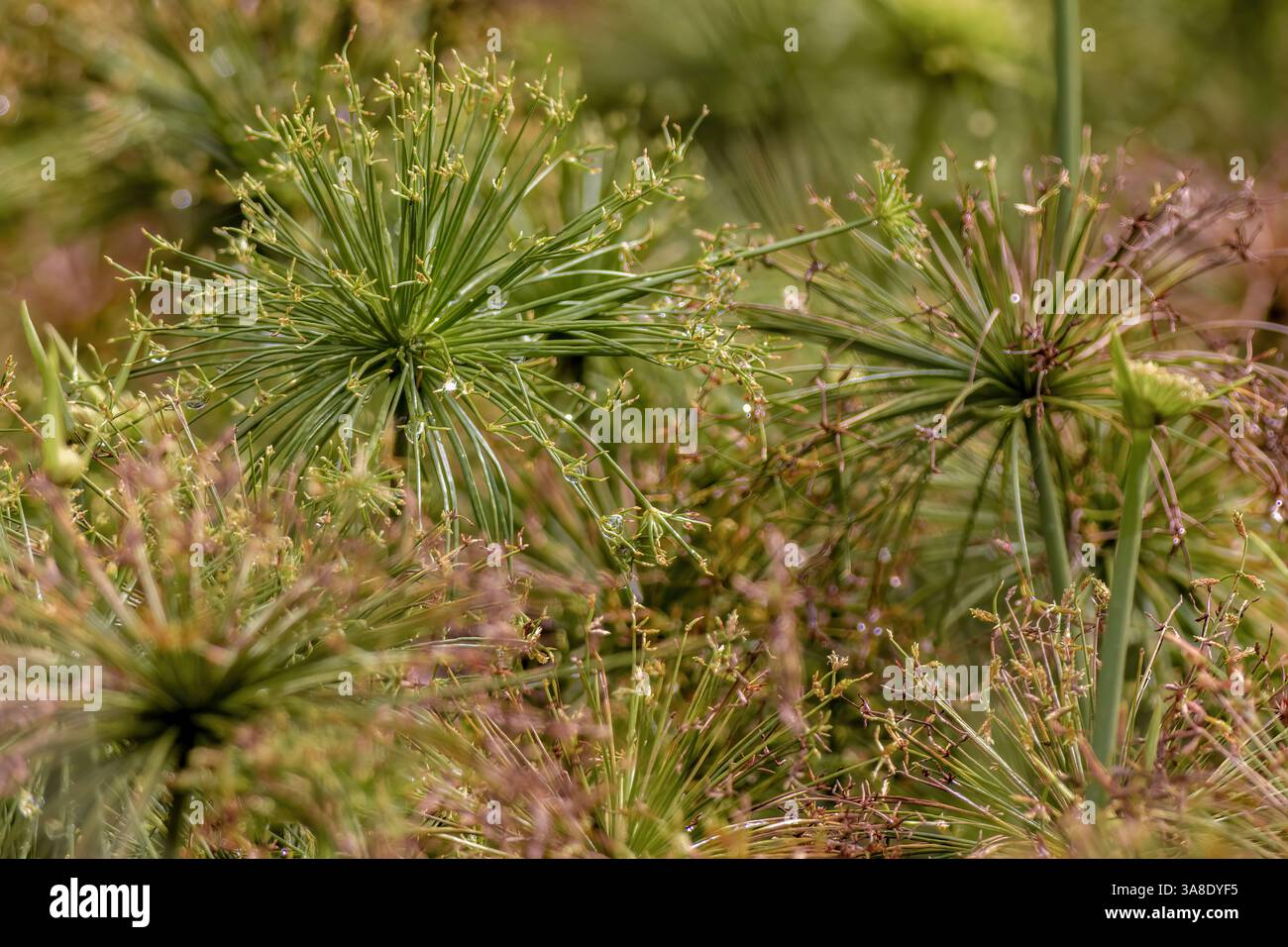 Dwarf papyrus grass hi-res stock photography and images - Alamy