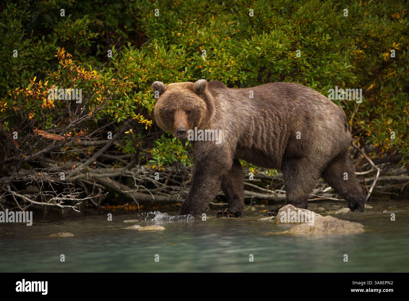 A grizzly bear strolling along the shoreline of Lake Clark National Park, Alaska Stock Photo