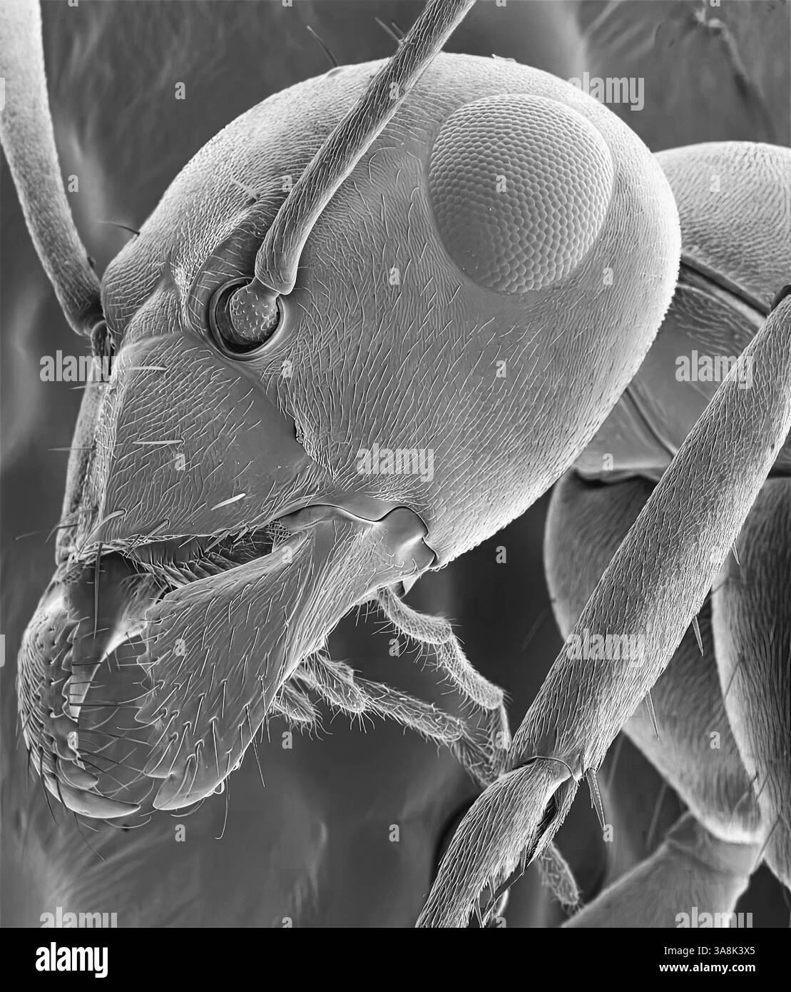 Ant head. Black and white scanning electron micrograph (SEM) of the head of a red ant (family Formicidae) showing its large compound eyes, antennae and jaws. Magnification: x40 when printed 10 centimetres wide. Stock Photo
