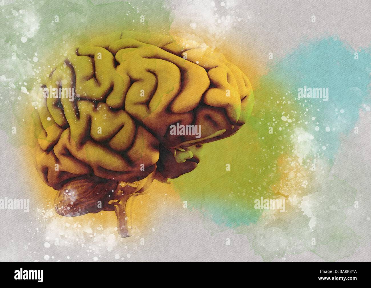 Illustration of a human brain Stock Photo - Alamy