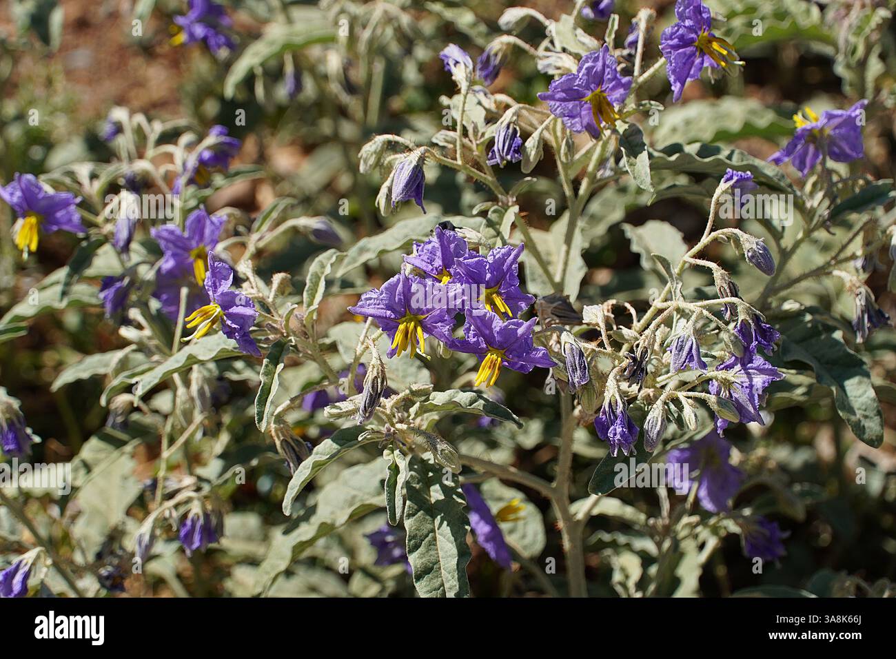 Silverleaf Nightshade Or Solanum Elaeagnifolium Wild Plants With Silverleaf Nightshade Or Solanum Elaeagnifolium Wild Plants With