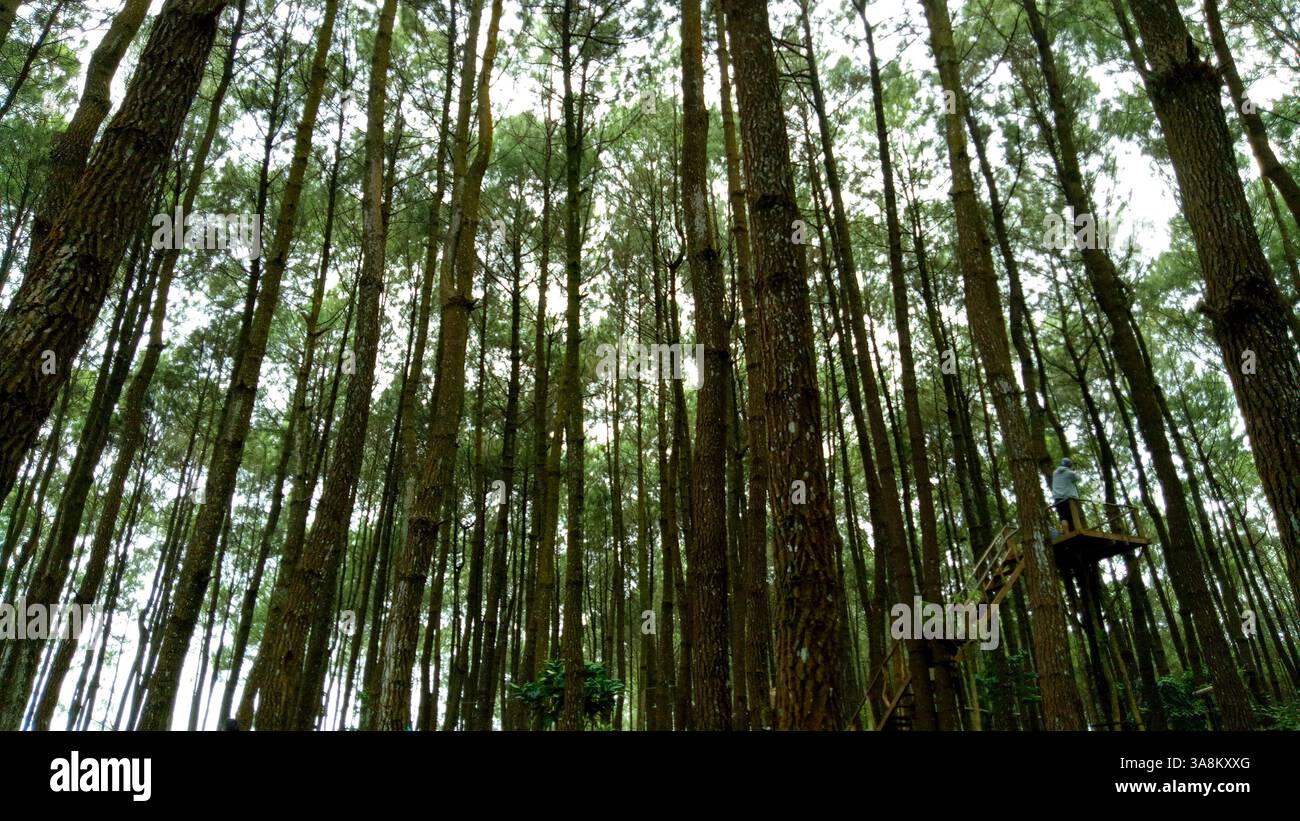 Scenic Pine Forest with Treehouse Platform. Nature Adventure Destination - Smartphone Captured Stock Image