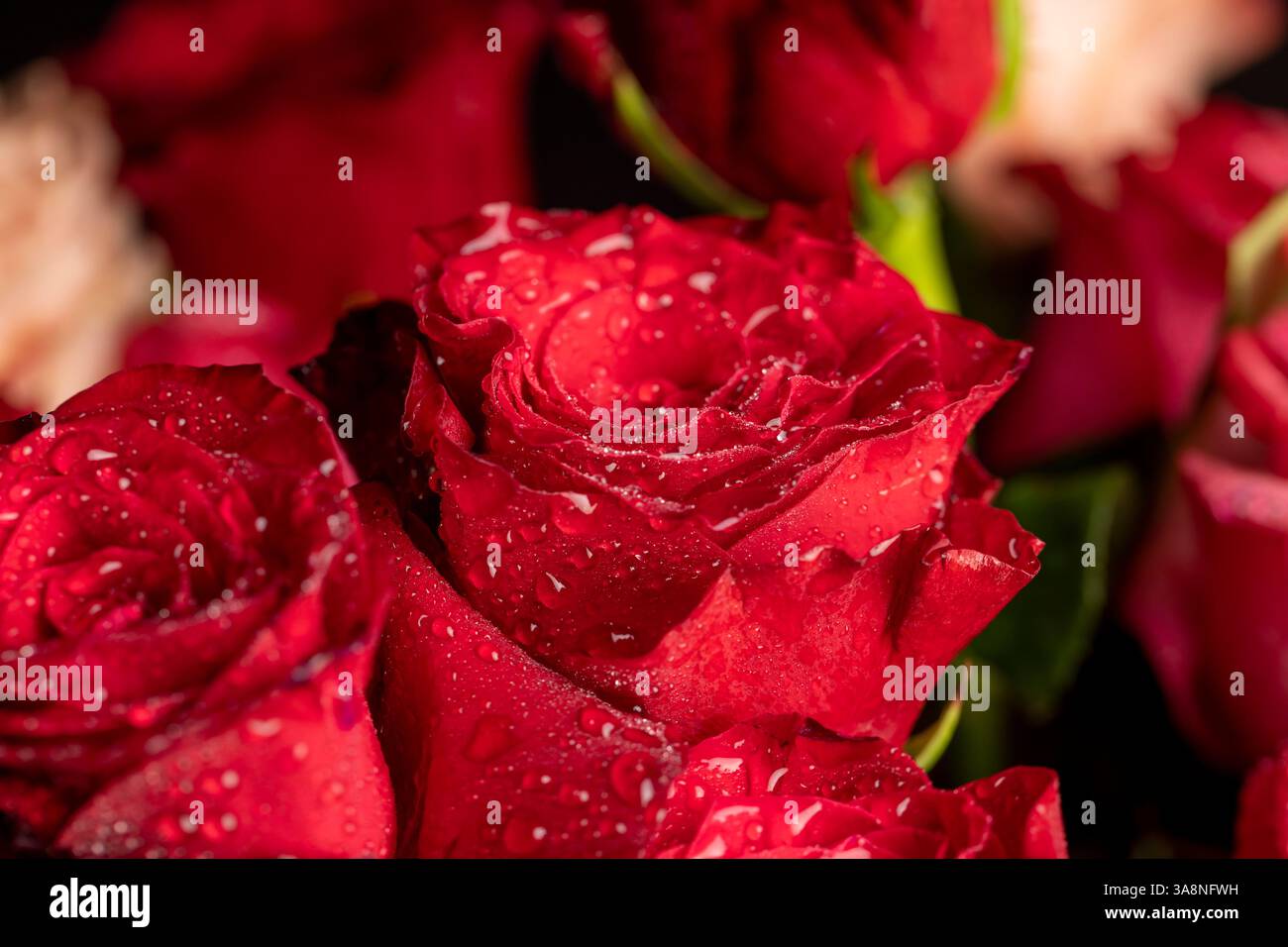 wet red roses, covered with drops of water, a group of red rose flowers ...