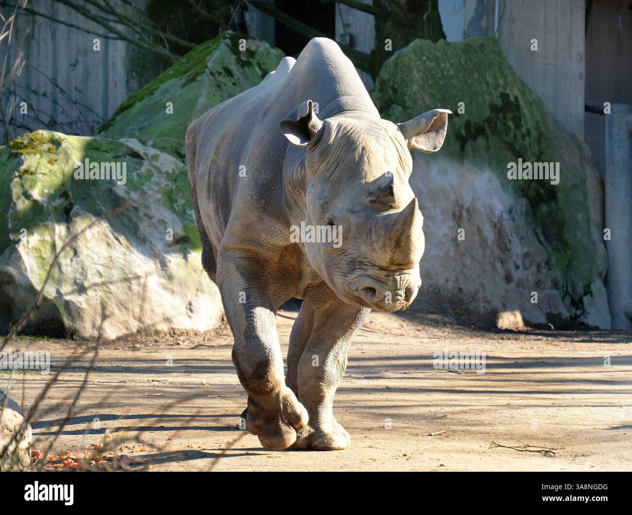 tiere-im-zoo-krefeld-auf-der-uerdinger-strasse-377-in-nrw-deutschland-nashorn-zoo-krefeld-animals-at-krefeld-zoo-on-uerdinger-strasse-377-in-nrw-germany-rhino-zoo-krefeld-3A8NGDG.jpg
