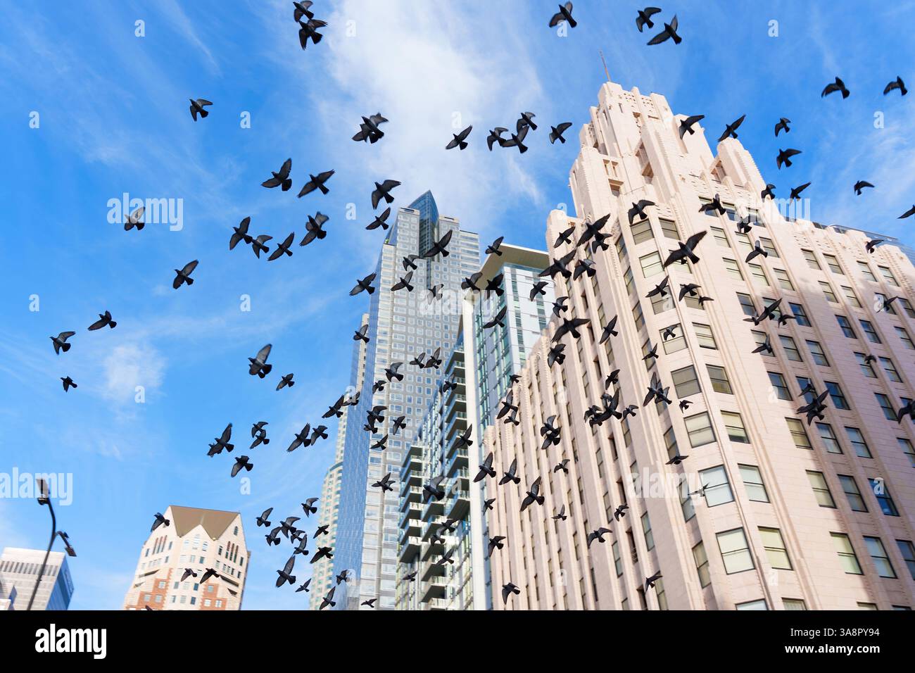 los-angeles-california-december-3-2024-wide-angle-shot-of-a-flock