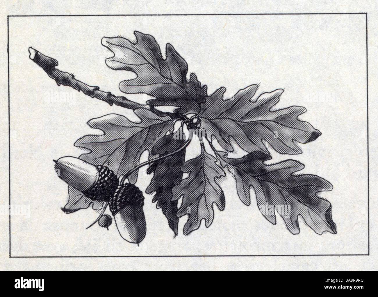 Feuilles de chêne Stock Photo