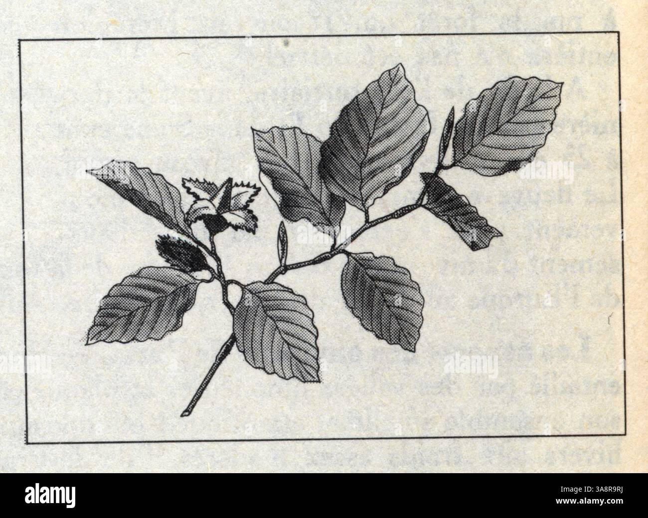 Feuilles d'hêtre Stock Photo