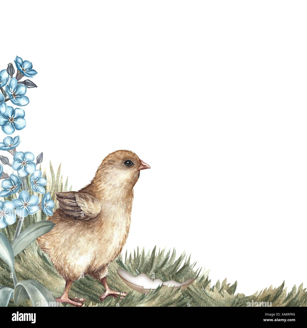 Easter card. A hatched chicken on the grass surrounded by forget-me-nots. Handmade watercolor illustration. A color image of an Easter frame in vintag Stock Photo
