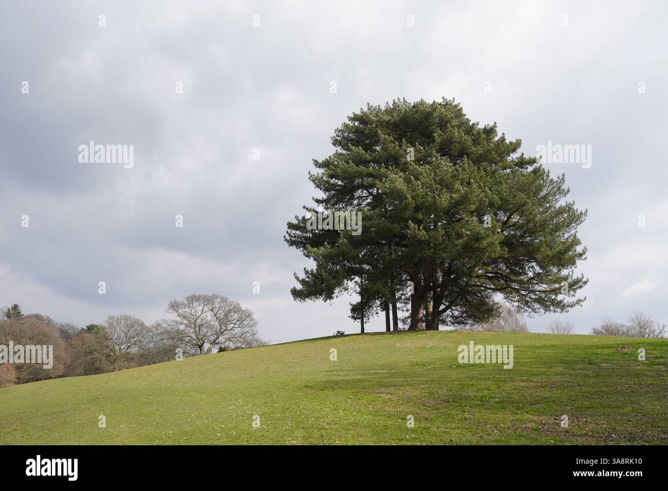 Open green parkland with evergreen tree on top on hill. Peaceful landscape in early spring Stock Photo