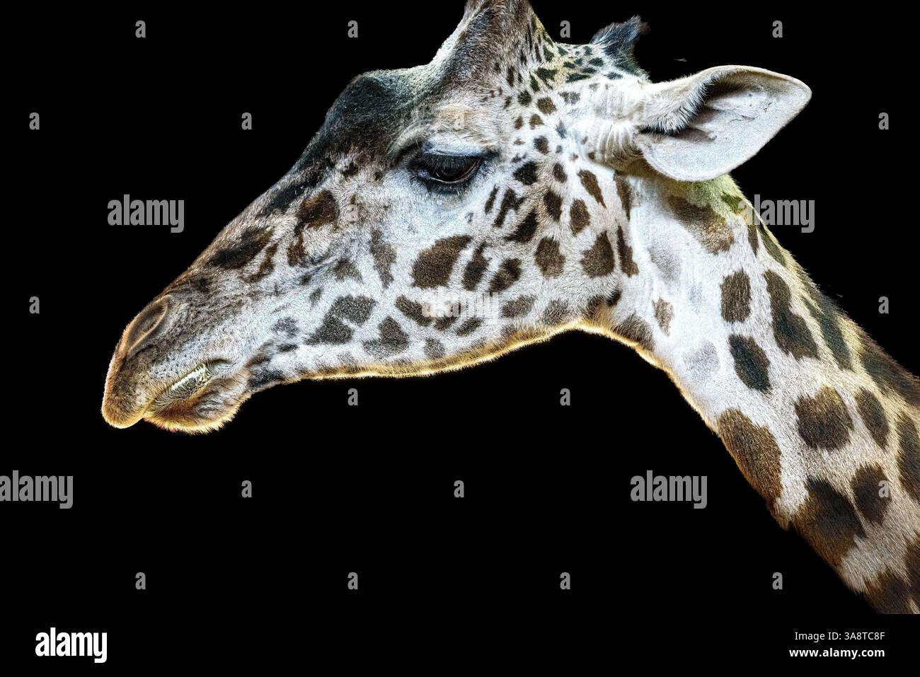 Close-up of giraffe animal head Stock Photo