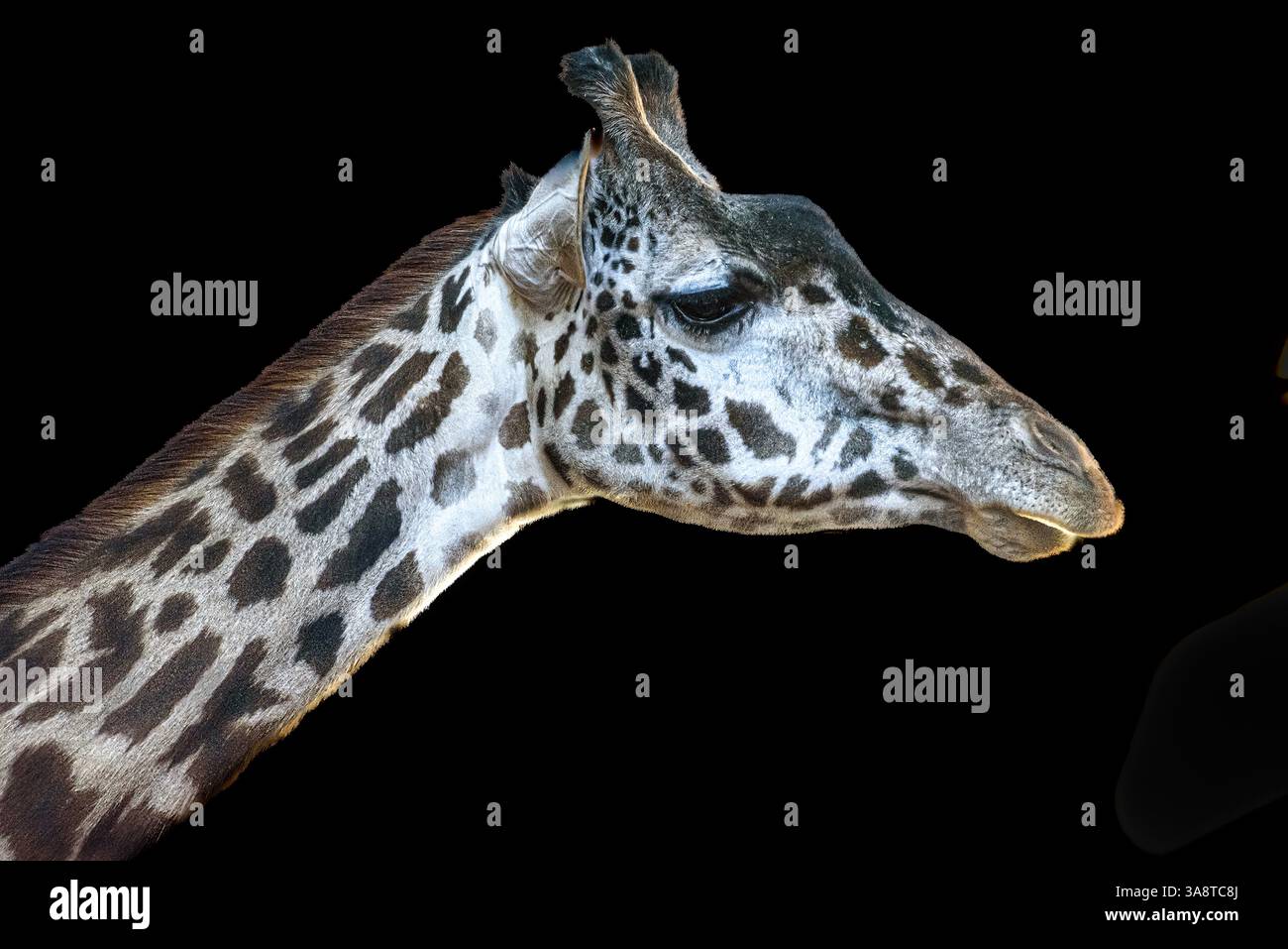 Medium shot of giraffe animal head Stock Photo