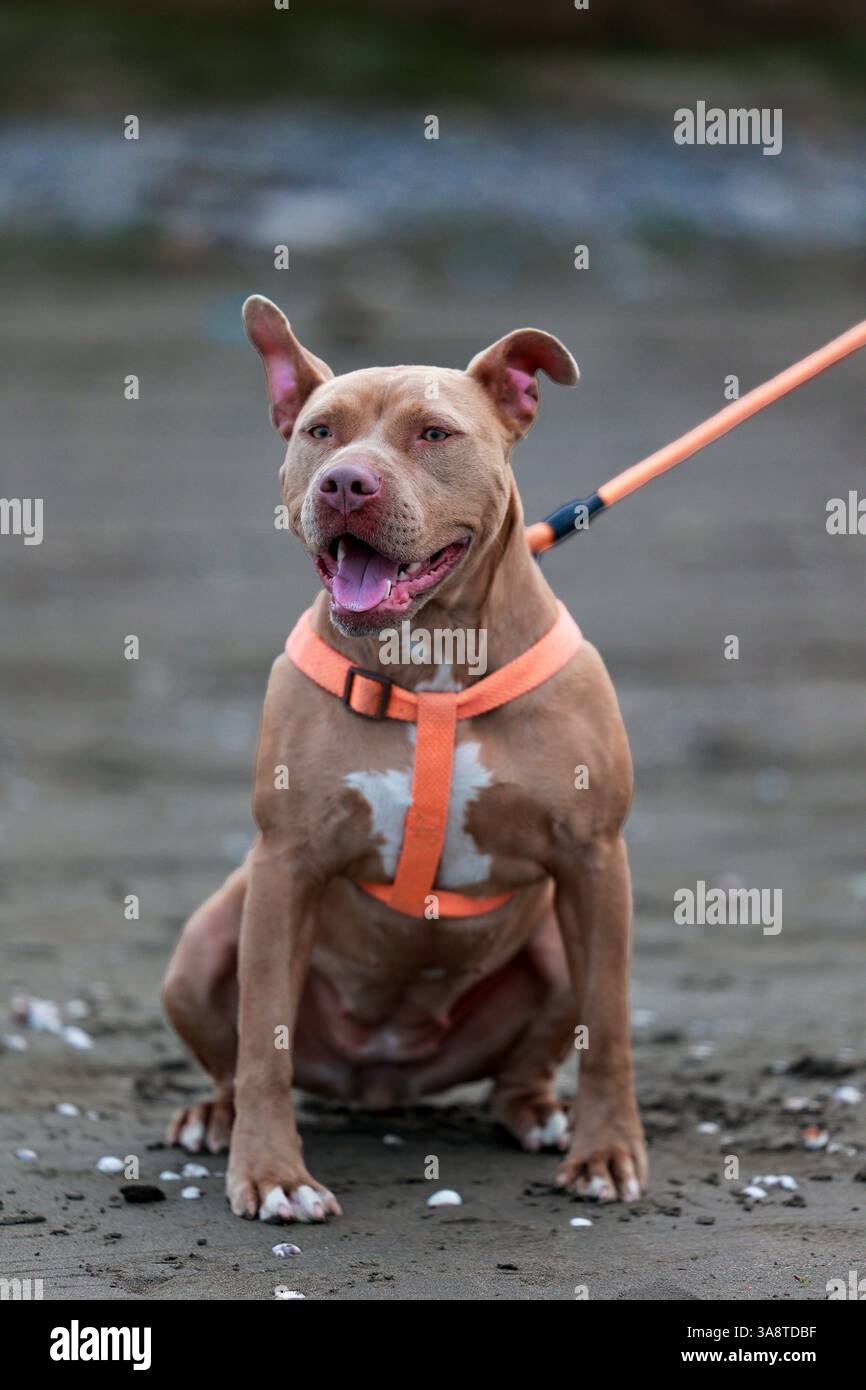 Funny pit bull hi-res stock photography and images - Alamy, image size:866x1390