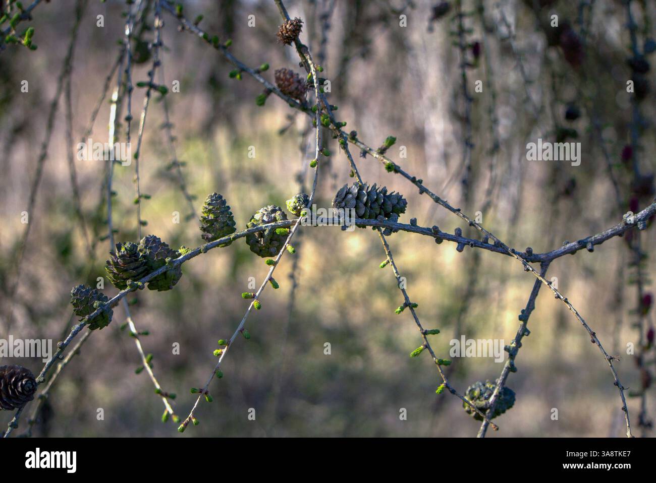Larch branches with many young, green cones of different sizes. Short, fresh green needles are also visible on the branches. The background is blurred Stock Photo