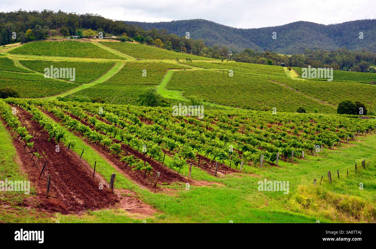 Vineyards In Hunter Valley New South Wales Australia Stock Photo Alamy