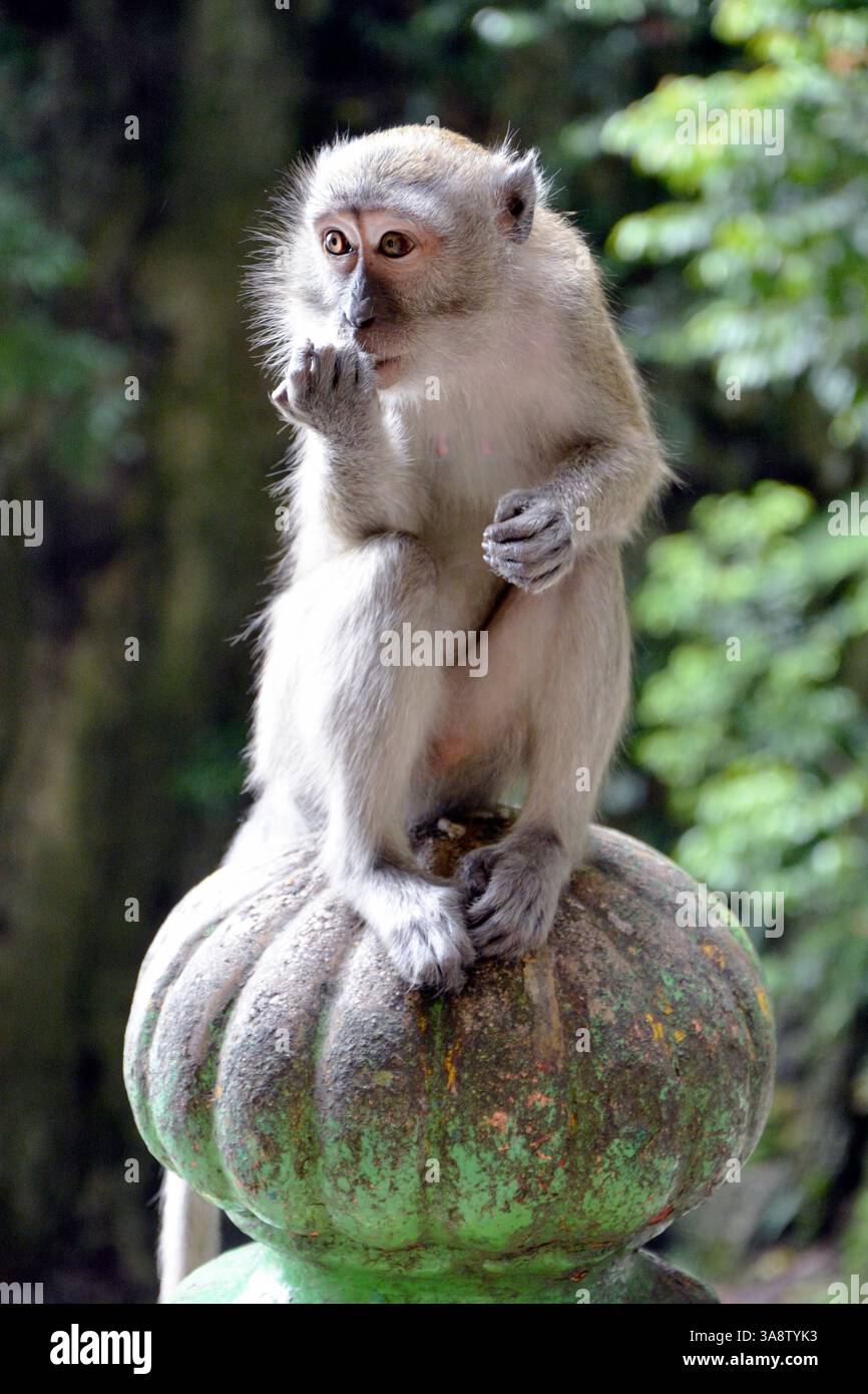 Long-tailed macaque (Macaca fascicularis), also known as crab-eating ...